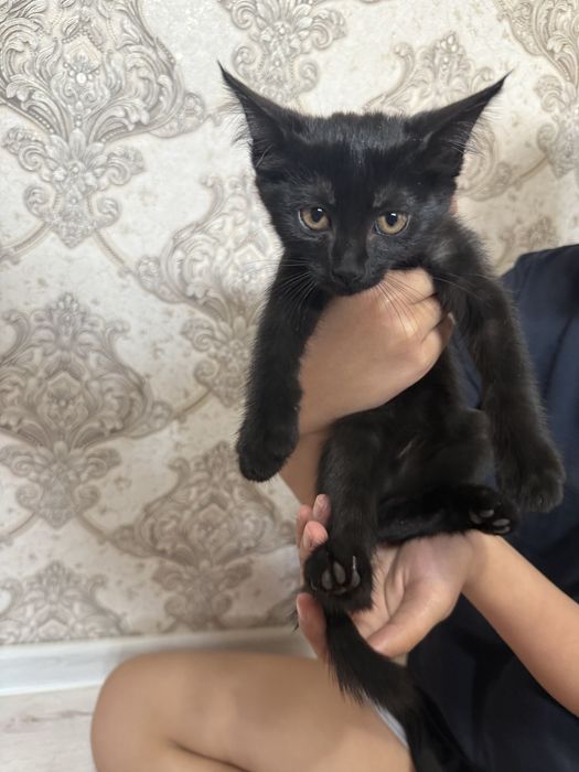 Котята в добрые руки бесплатно