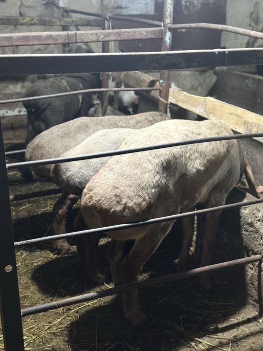 Quylar sotiladi 1 tugishga bogoz zotdor quylar