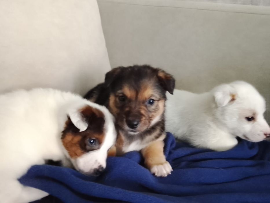 Щенятки ждут любящих хозяев