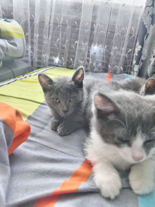 Отдам в хорошие руки