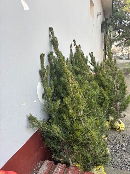 Арчалар 2026 саженцы