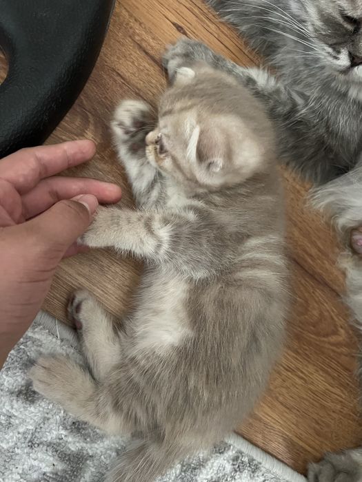 Вислоухий котенок