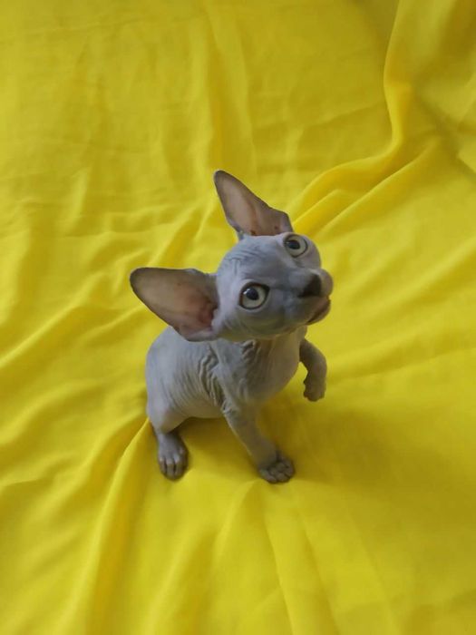 Здравствуйте  продаются котята канадского сфинкса