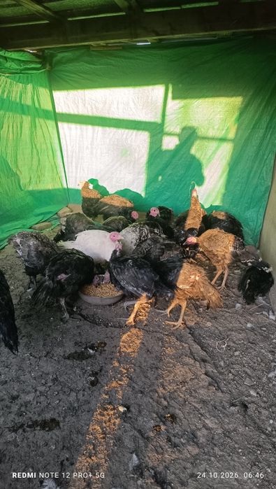 Индюк оптом продам