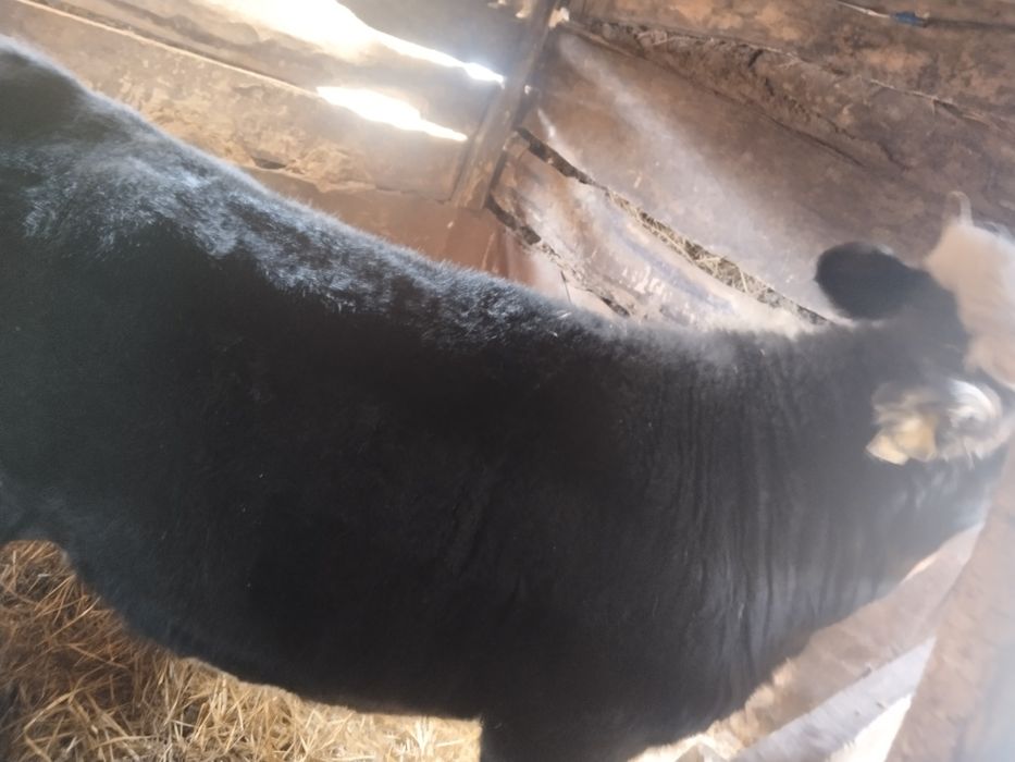 Продам телку с откорма