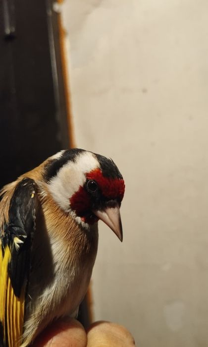 Продам щеглов чёрных