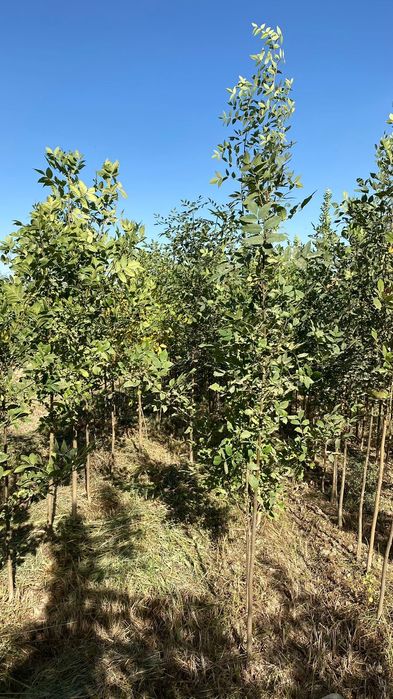 Саженцы все виды