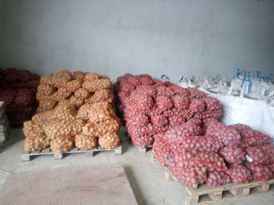 Cartofi consum si samanta