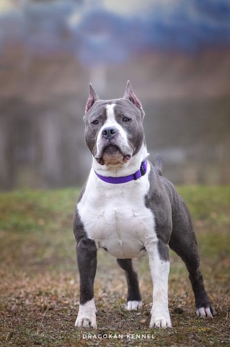 Pui amstaff rasa pură cu pedigree