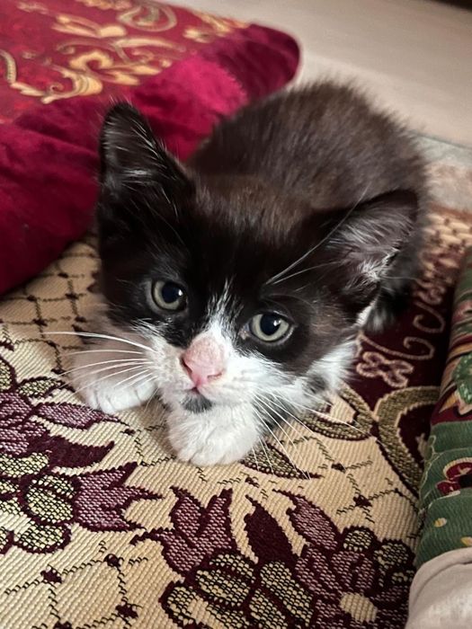 Котенок в добрые руки