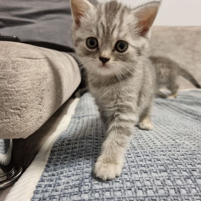 Котята британские