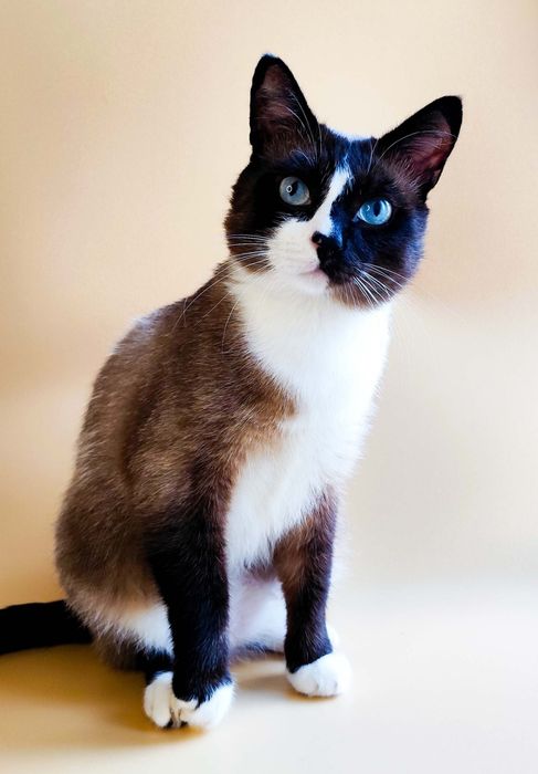 Кошки стерилизованные