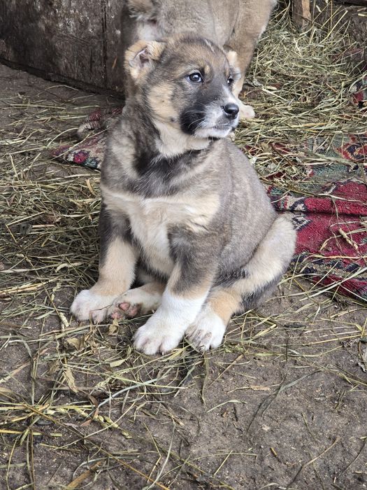 Продам щенка Тобета