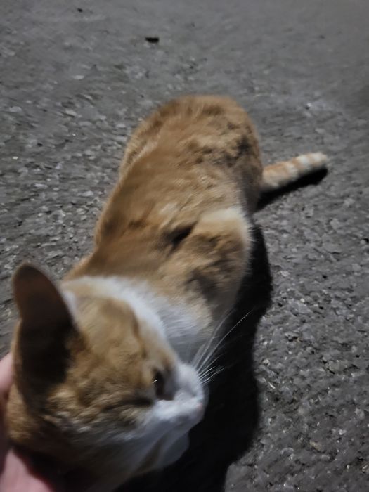 Кот в добрые ркки