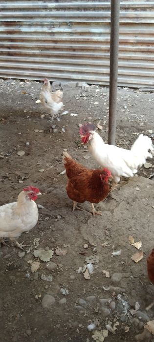 Продаются домашние куры и петух