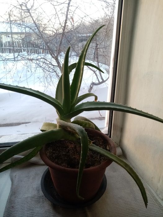 Алоэ древовидный