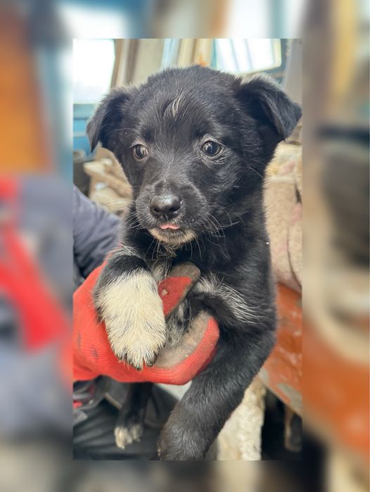 Отдам в хорошие руки, щенки-малчики 3