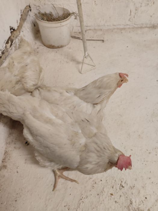 Кросс супер ник белая         .