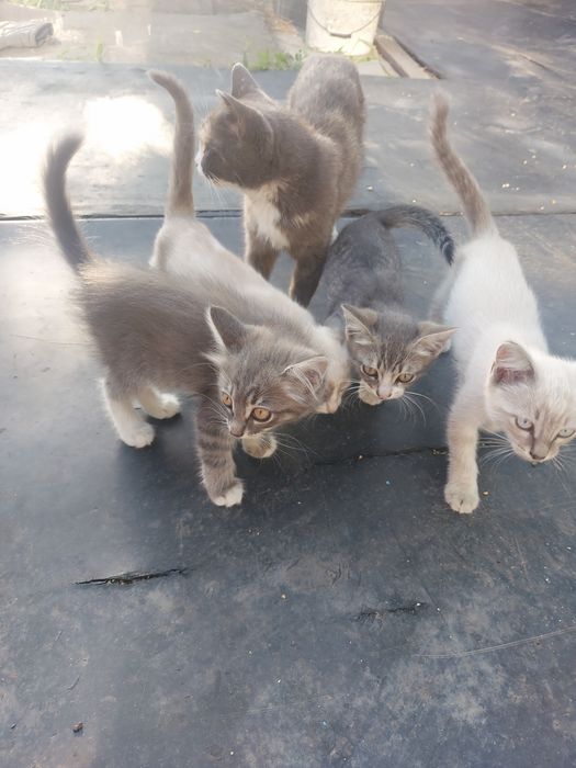 Отдам бесплатно котят