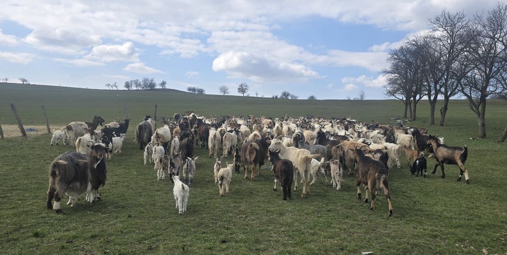 150 de capre cu iezi de vânzare