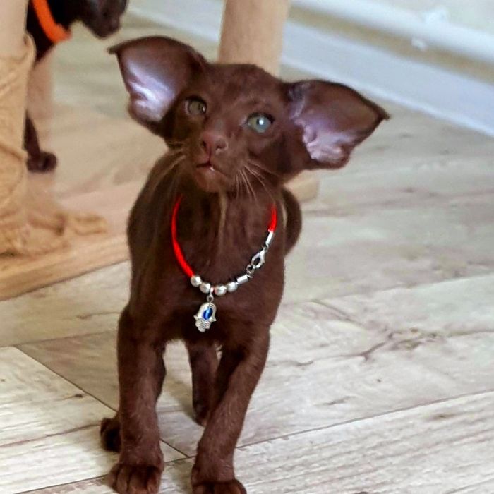 Короткошерстные Ориентальные котята