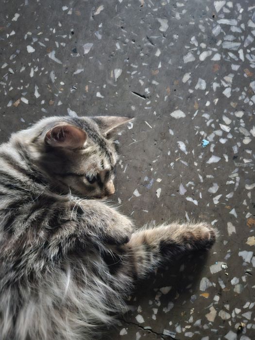 Кошки в хорошие руки