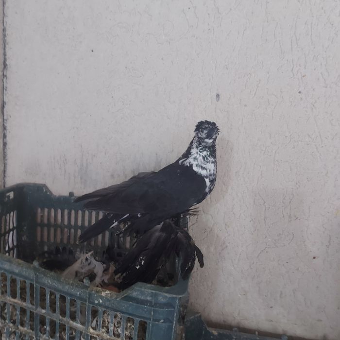 Соч чубати самец лет игра гребля