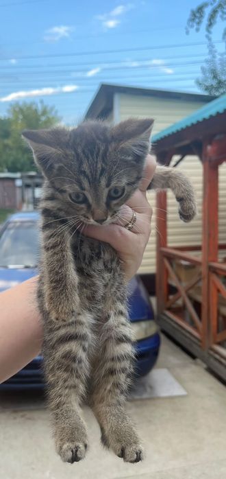 Отдам котят в добрые руки