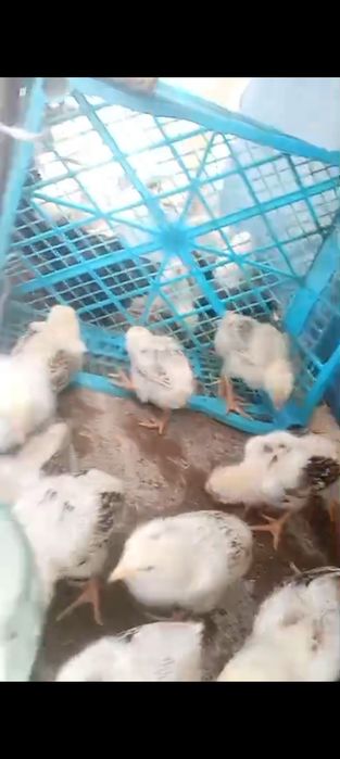 Цыплята боеццовские, дакан шоже