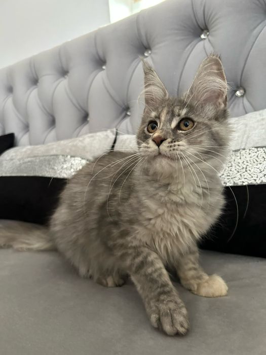 Femela maine coon