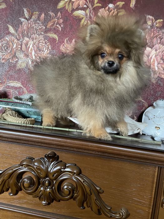 Щенки померанского шпица