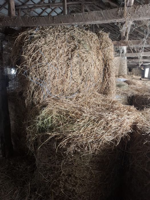 Baloti lucerna dreptunghiulari si rotunzi