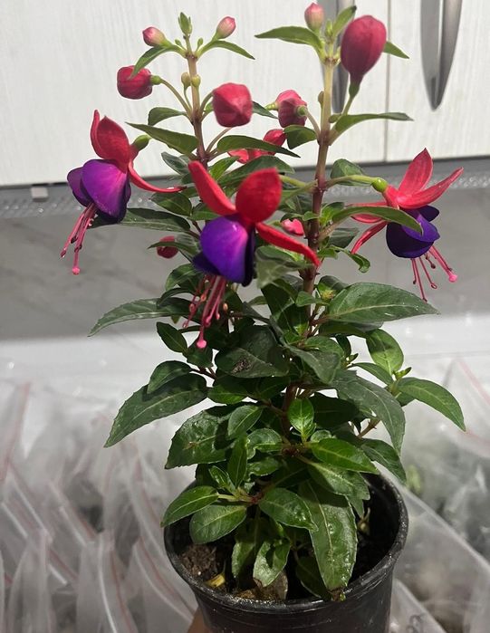 Комнатные растения