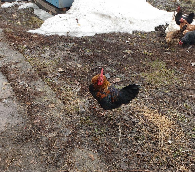 Продам петуха, молодой, будет год.