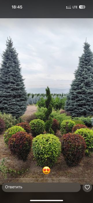 Туя Смарагд. Туя брабант. Туя