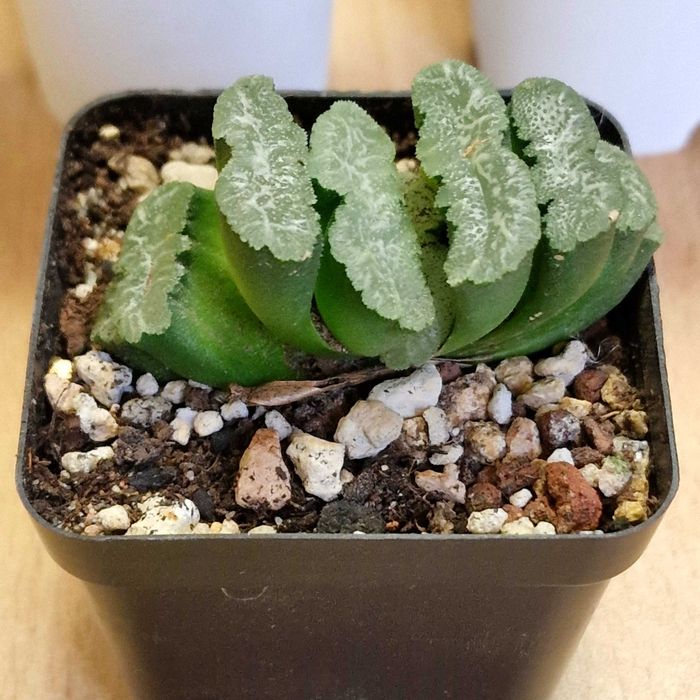 Хавортии, суккуленты