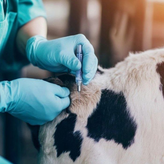 ветеринария врач хизмати