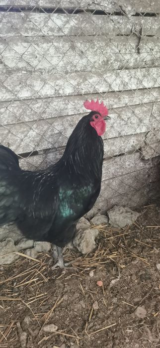 Cocoși buni de reproducere