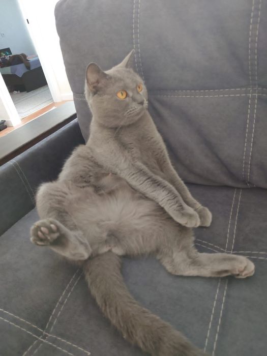 Отдам британскую кошку (девочка)