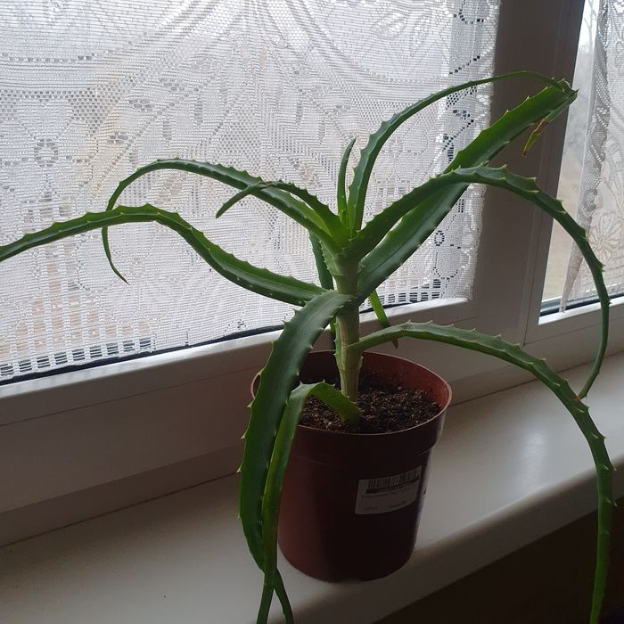 Продам лечебный алоэ