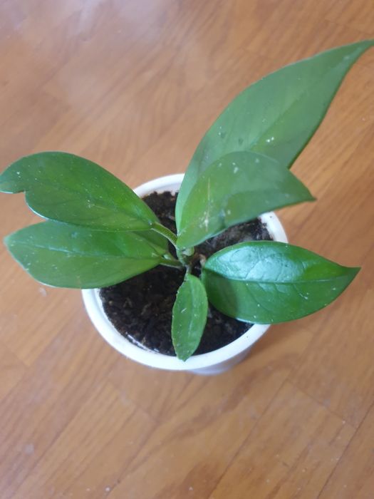 Комнатные цветы разные цвета в прошлом году цвет белого сиреневый