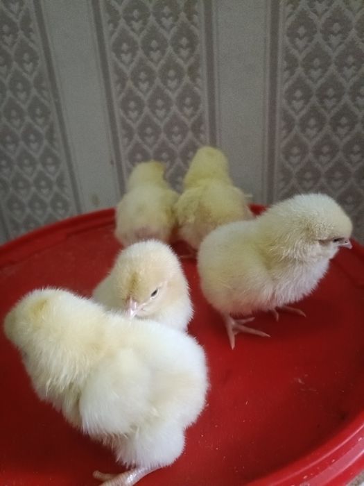 Цыплята петушки Родониты, Русская хохлатая, Голошейка