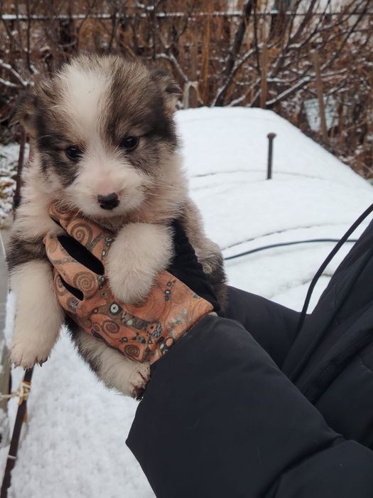 Отдам щенков в добрые руки