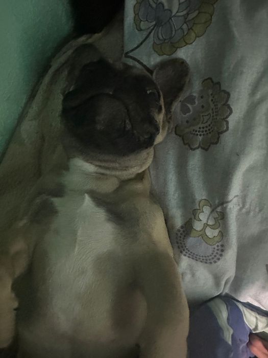 Французский бульдог