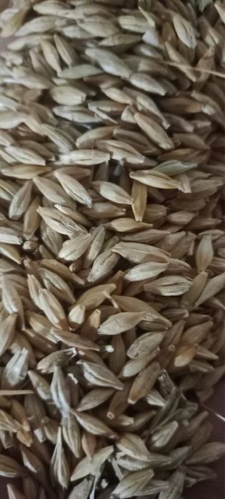 Ячмень семенной для посева чистый хорошего качества