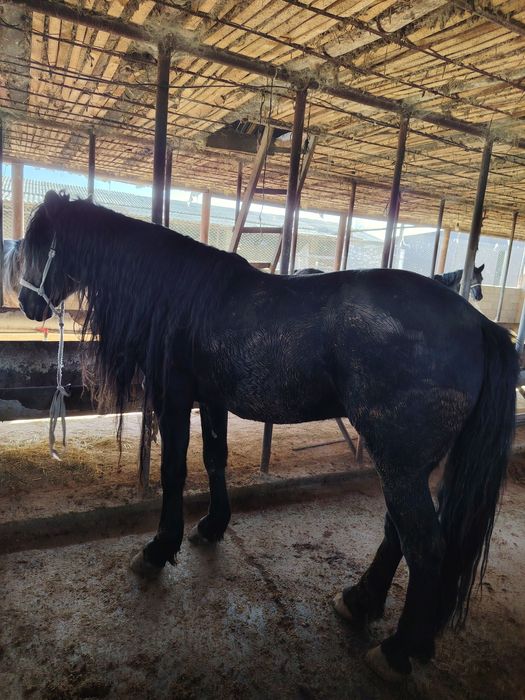 Айғыр үйір Айғыр