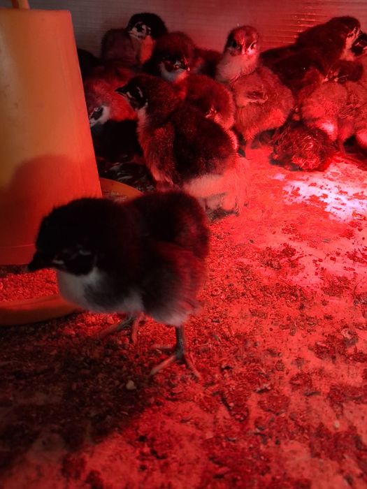 Pui Australorp de vânzare 25 lei