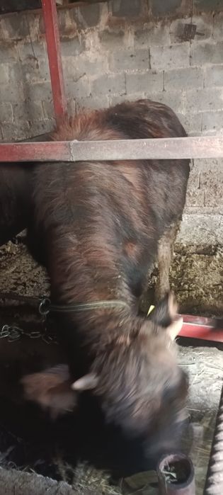 Продам быков 6 голов