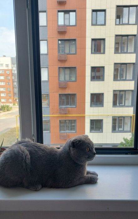 Скоттиш фолд кот вислоухий