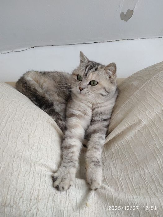 Невероятно красивая кошка ищет хозяев